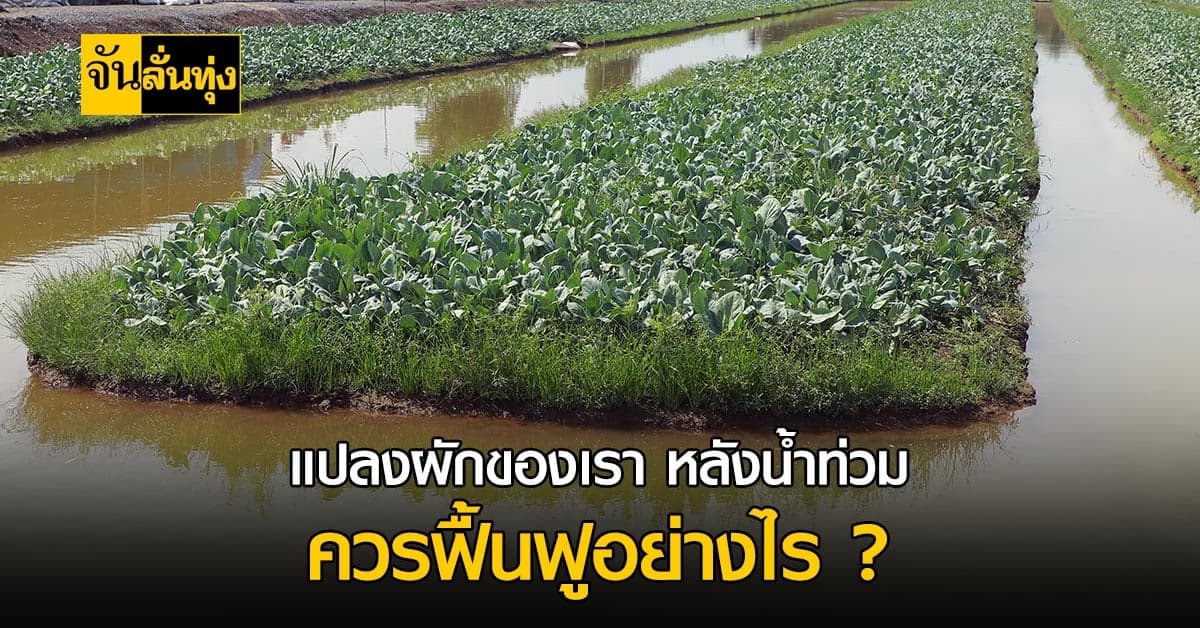กสก. แนะนำวิธีการ ฟื้นฟู แปลงสวน พืชผัก หลังถูก น้ำท่วมขัง เป็นเวลานาน