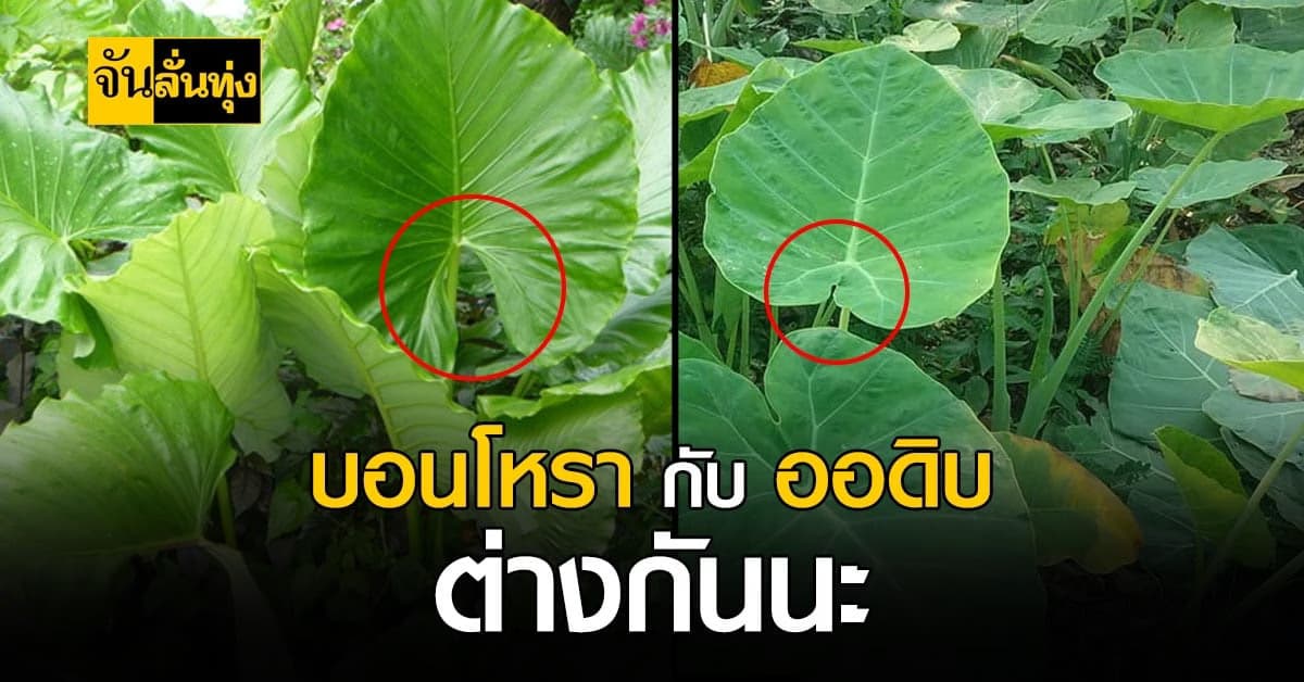 สังเกตให้ดีก่อนกิน! บอนโหรา กับ ออดิบ ต่างกัน ไม่ชัวร์อย่าแกง