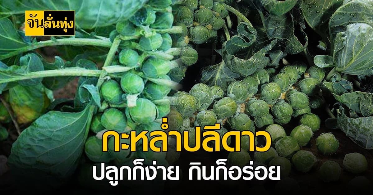 จิ๋วแต่แจ๋ว! กะหล่ำปลีดาว ปลูกก็ง่าย กินก็อร่อย