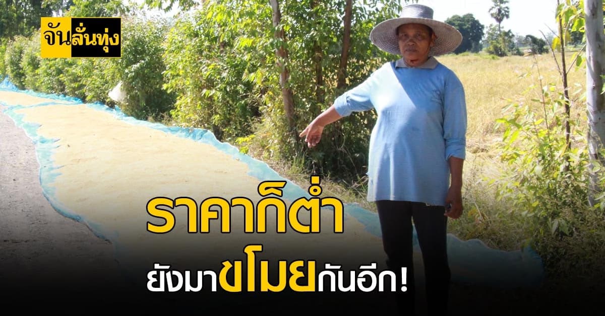 ชาวนา โอด ราคาข้าวตกต่ำ ยังมาลักขโมยซ้ำเติมอีก !