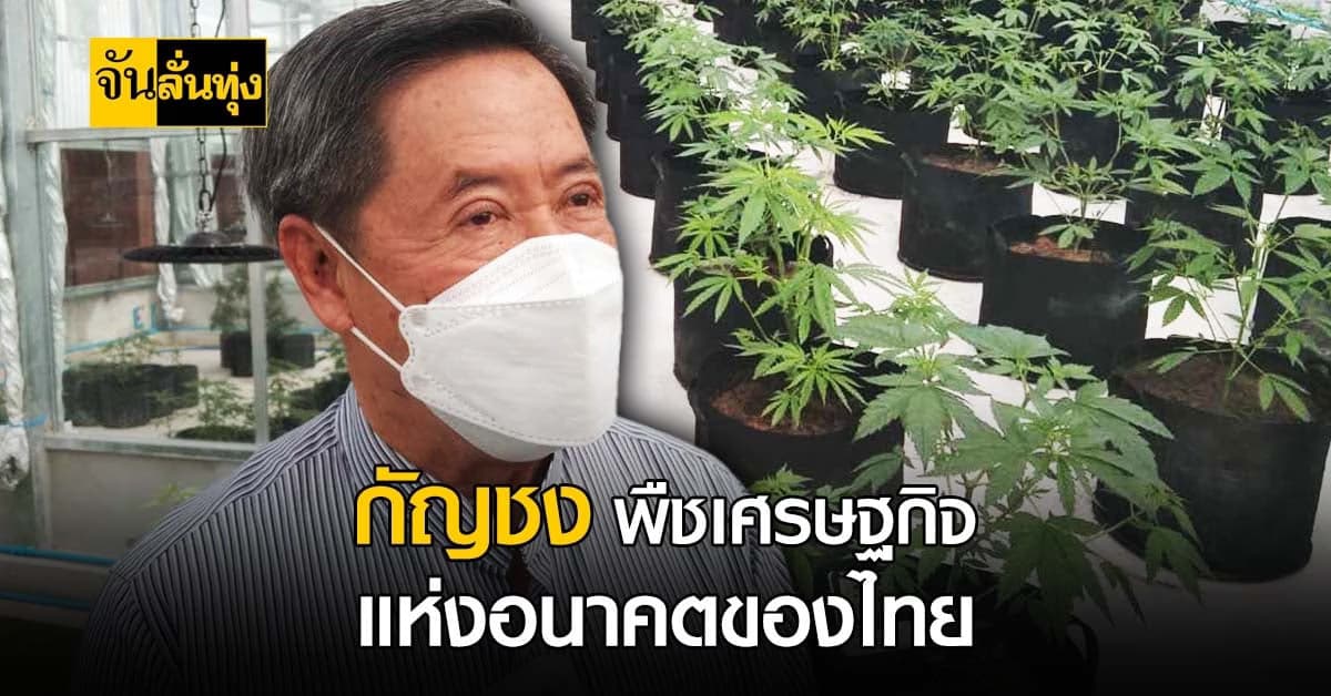 เตรียมผลักดัน กัญชง เป็น พืชเศรษฐกิจใหม่ เพื่อยกระดับรายได้ให้ เกษตรกร