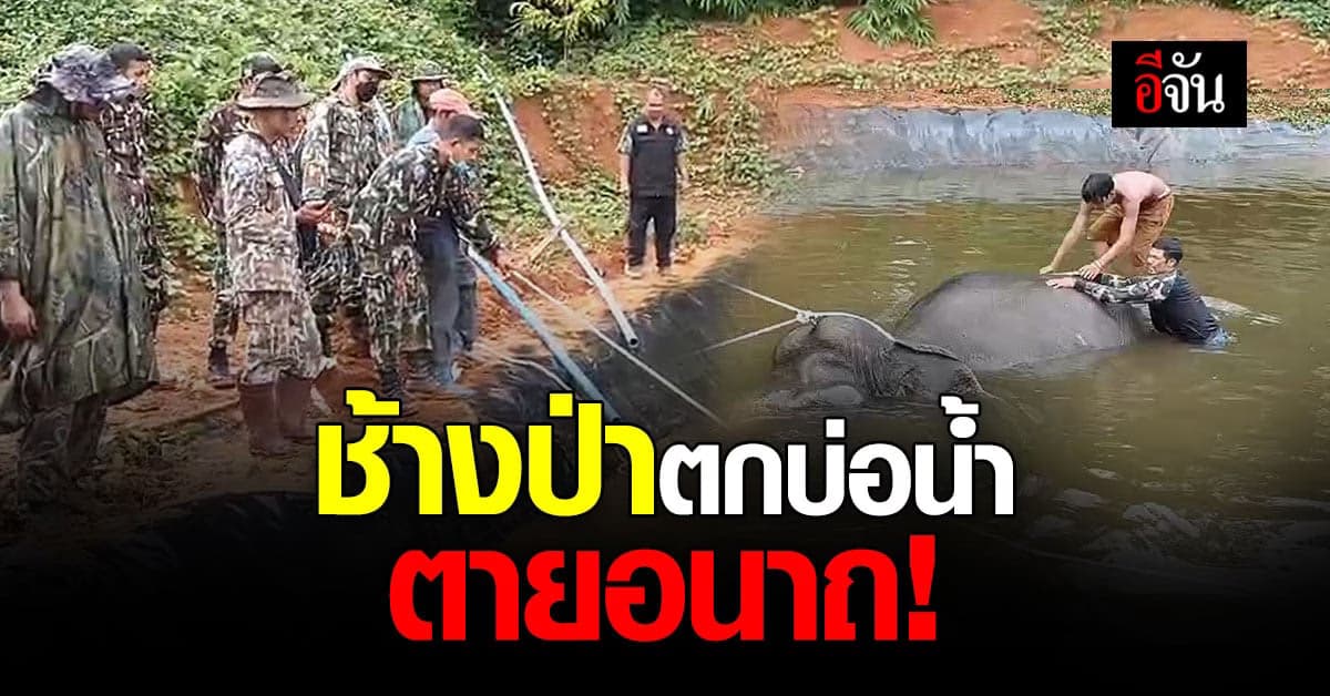 สลด! ช้างป่าตกบ่อน้ำ ตายอนาถ ยังกู้ซากขึ้นไม่ได้
