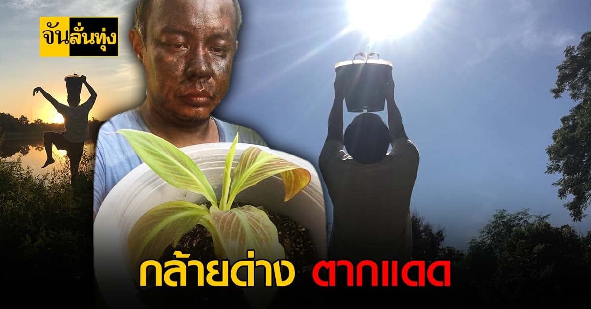 กล้วยด่างเป็นเหตุ! เมื่อกล้วยด่างไม่แดง ก็ตากแดดไปเลยสิ