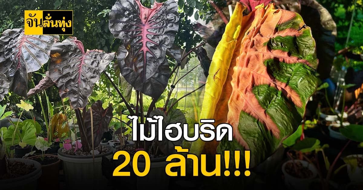 กว่าจะได้มาไม่ง่าย ไม้ไฮบริด ต้นแรกในไทย 20 ล้านบาท