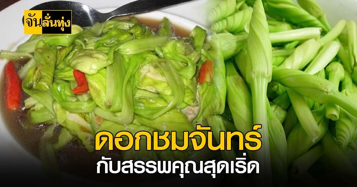 แซ่บอย่าบอกใคร! ดอกชมจันทร์ ผัดได้ ต้มดี สรรพคุณสุดเริ่ด