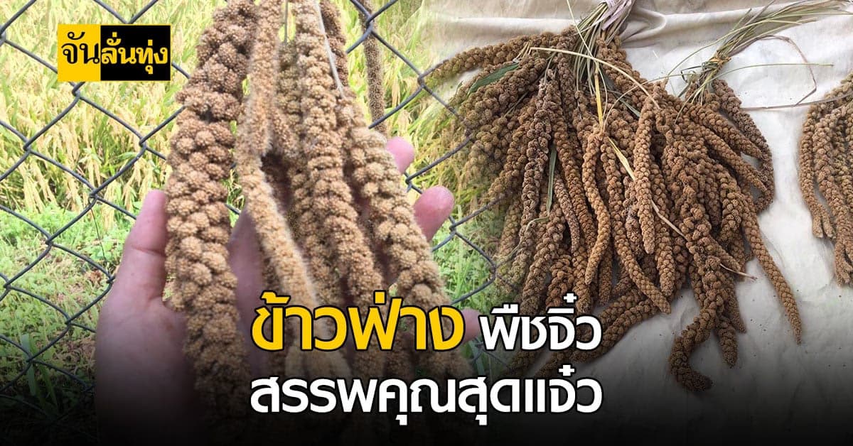 มองให้ดีก่อน? นั่นหญ้าข้างทาง หรือ ข้างฟ่าง ที่สรรพคุณปัง