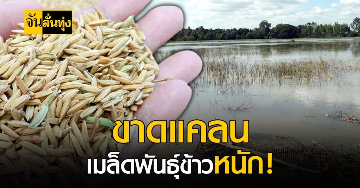 เกษตรกร ชาวนา ขาดแคลนเมล็ดพันธุ์ข้าว ต้องหาซื้อจากที่อื่น