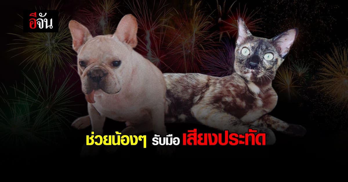 คืนลอยกระทง ดูแล หมา แมว ให้ปลอดภัย จาก เสียงประทัด