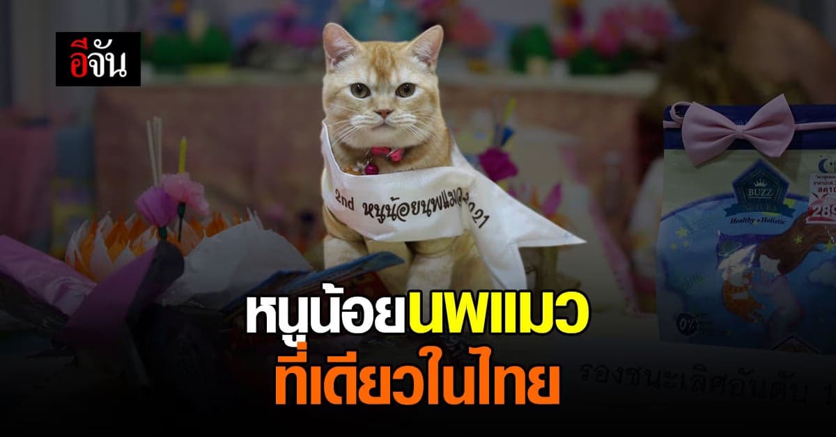 ทาสหลงไม่ไหว จ.พิษณุโลก จัดประกวด หนูน้อยแมวนพมาศ ที่เดียวในไทย