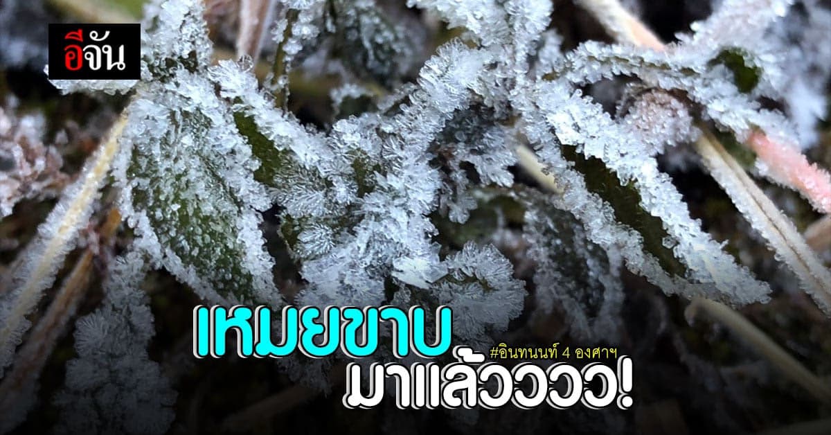 เหมยขาบ มาแล้วนะ! ต้อนรับลมหนาว ดอยอินทนนท์ เย็นจัด 4 องศาฯ