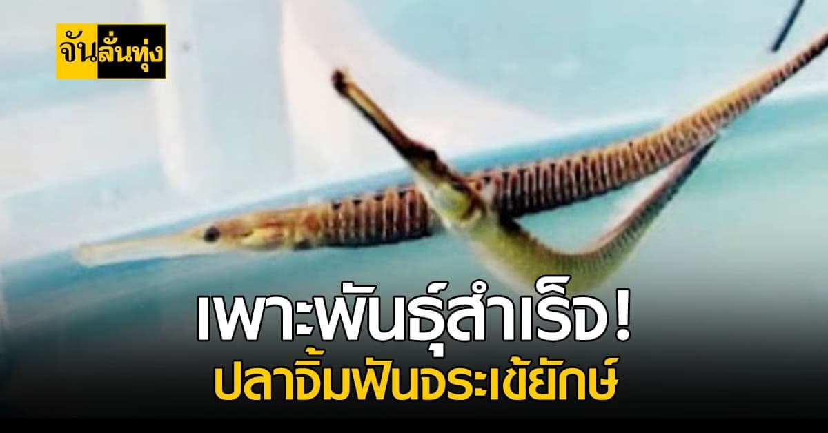 กรมประมง เพาะพันธุ์ ปลาจิ้มฟันจระเข้ยักษ์ สำเร็จ หลังใกล้จะสูญพันธุ์