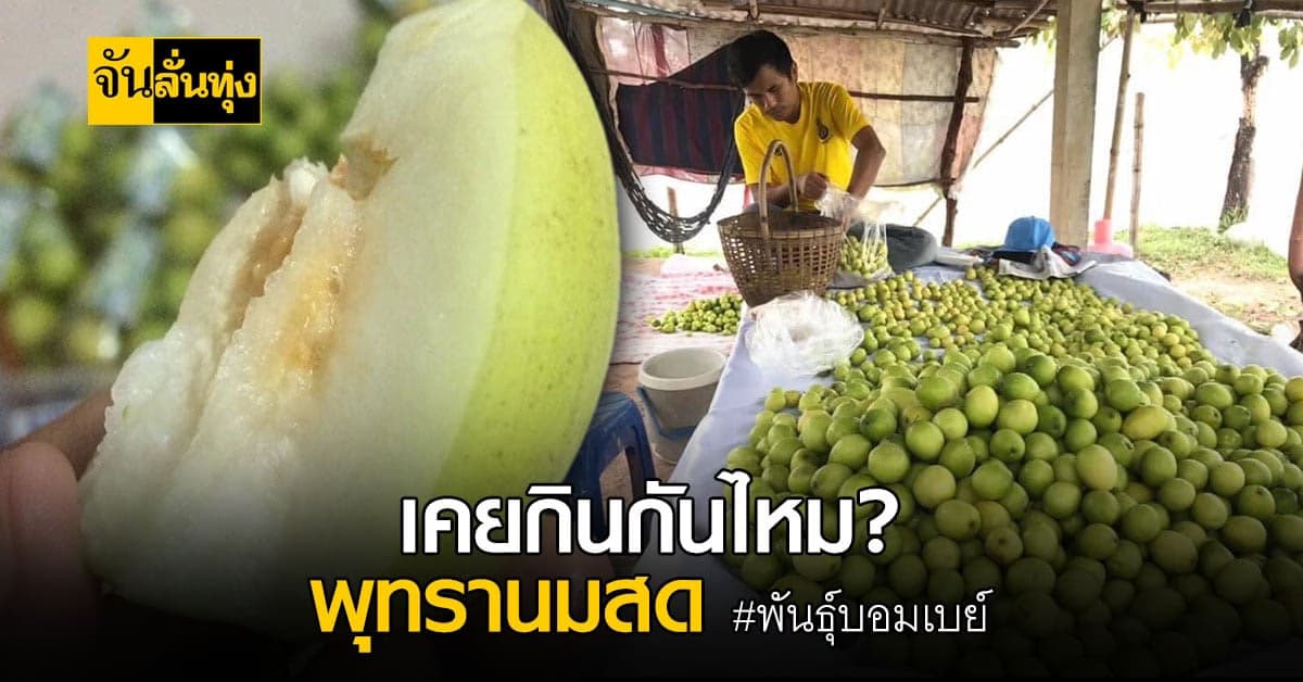 จาก สวนพุทรา ธรรมดาเพียง 2 ไร่ สู่รายได้ หลายแสนบาทต่อปี