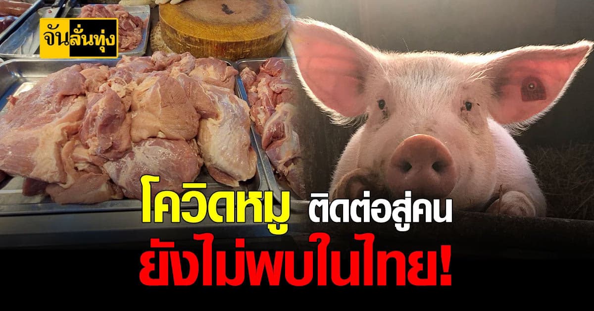 ปศุสัตว์ วอนอย่าตื่นตระหนก โควิดจากหมูสู่คน
