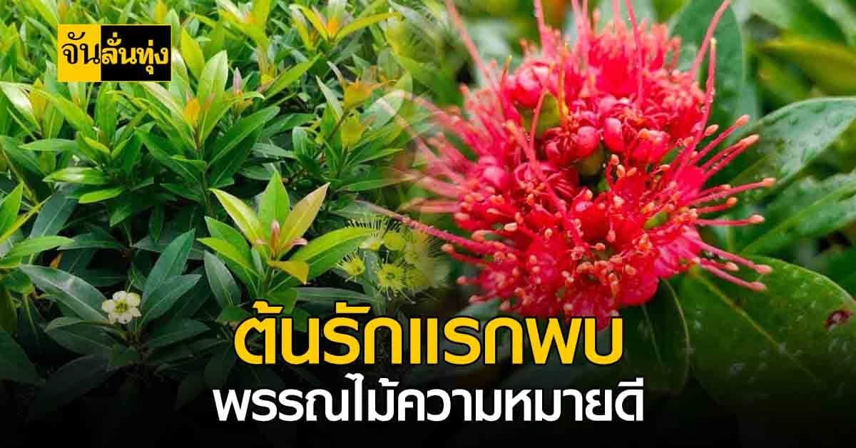 ต้นรักแรกพบ ชื่อเพราะความหมายดี ออกดอกได้ทั้งปีอีกด้วย