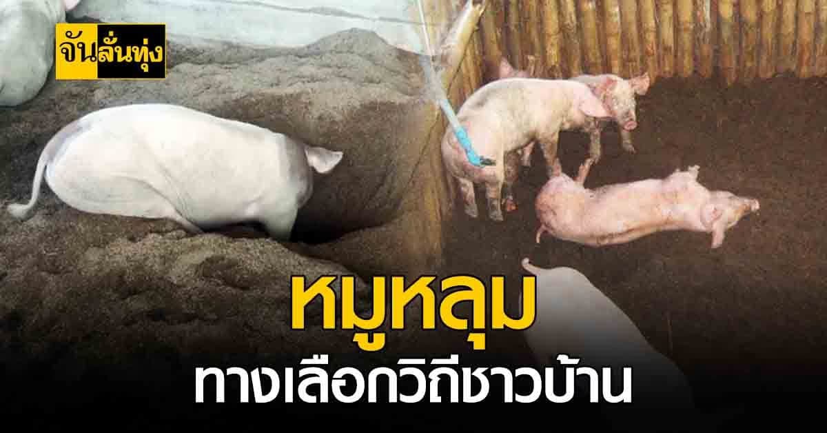 เลี้ยงหมูหลุม อีกหนึ่งทางเลือกของ เกษตรกร ผลตอบรับดีเยี่ยม!