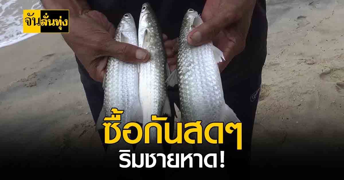 ชาวบ้านพลิกวิกฤติ นำอวนลากปลากระบอก ขายริมชายฝั่ง