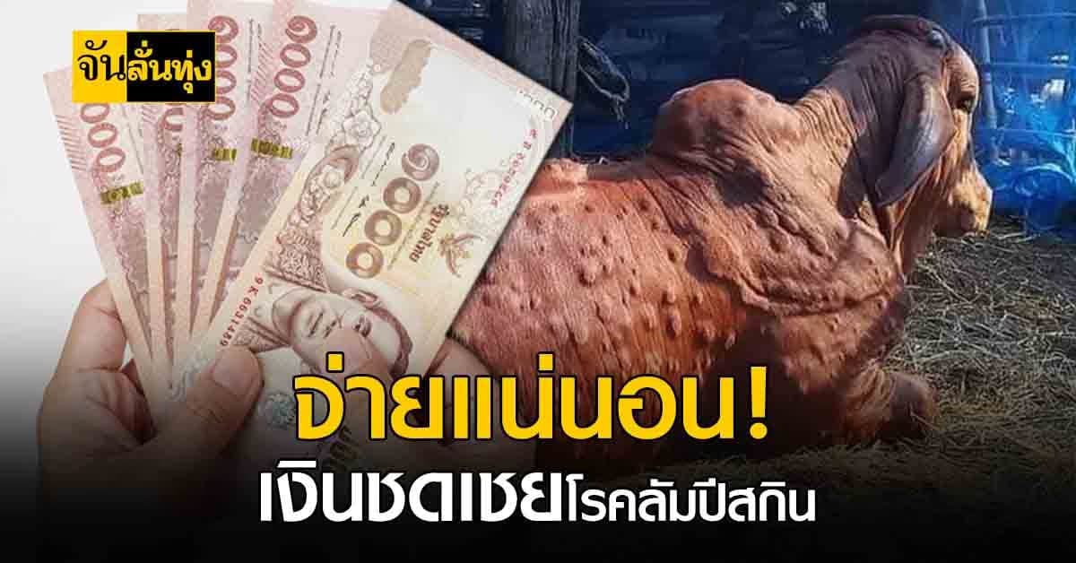 ปศุสัตว์ แจง เงินชดเชย โรคลัมปีสกิน จ่ายแน่นอน ภายในปีใหม่นี้!