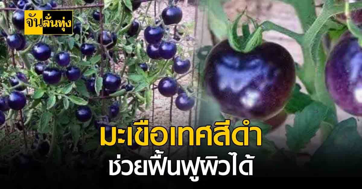 มะเขือเทศสีดำ ประโยชน์เริ่ดไม่แพ้มะเขือเทศแดง