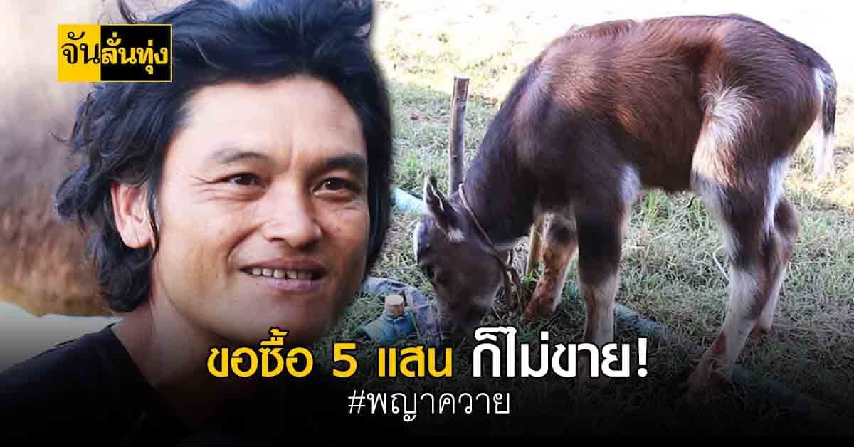 พญาควาย เกิดมาได้ 5 วัน คนขอซื้อ 5 แสน !