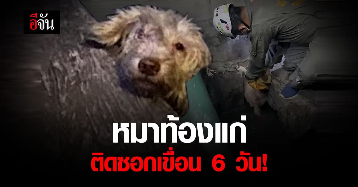 ลุ้น! นาทีช่วยชีวิต หมาท้องแก่ ติดซอกเขื่อน ตึก 6 วัน สภาพรวยริน