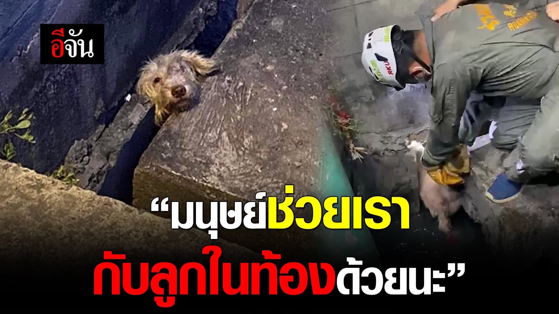 คลิป : “มนุษย์ช่วยเรา  กับลูกในท้องด้วยนะ”