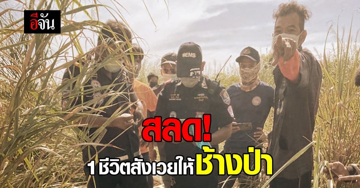 สลด! ลุงเก็บดอกหญ้าทำไม้กวาด โชคร้ายเจอช้างป่าเหยียบดับ