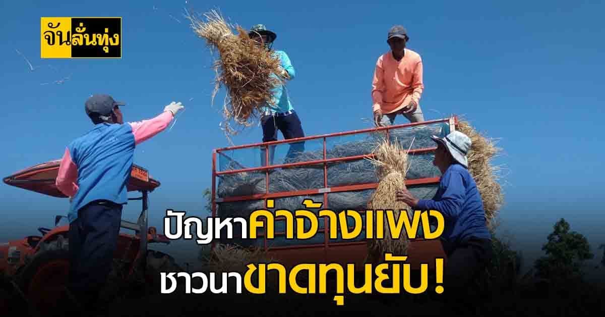 ชาวนากาฬสินธุ์ระทม เหตุ ต้นทุนการผลิต และเก็บเกี่ยวยังสูง!