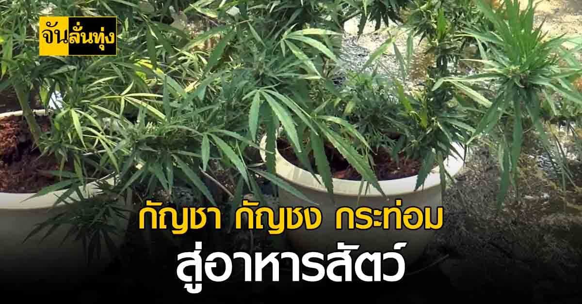 ปศุสัตว์เล็ง กัญชา กัญชง กระท่อม ลุยธุรกิจทำ อาหารสัตว์