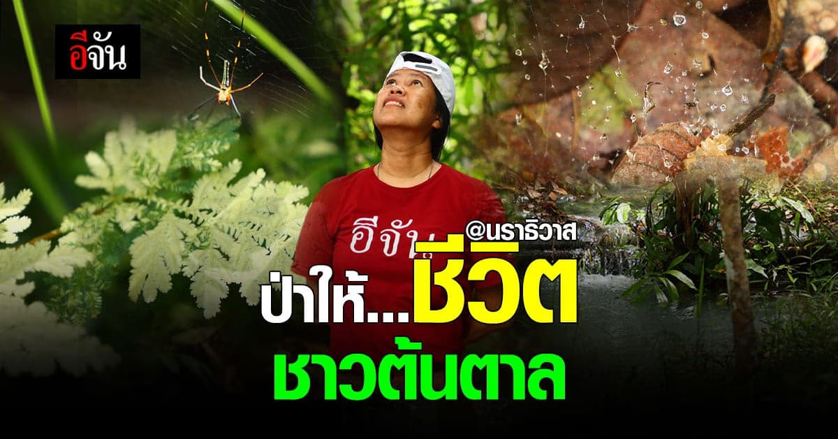 ป่าชุนชนบ้านต้นตาล ธรรมชาติ ที่คอยพยุงชีวิต ชาวต้นตาล ยี่งอ นราธิวาส