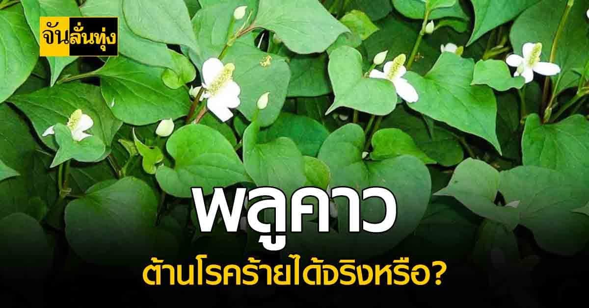 พลูคาว สุดยอด สมุนไพรพื้นบ้าน สรรพคุณเด่นๆต้านโรคได้?