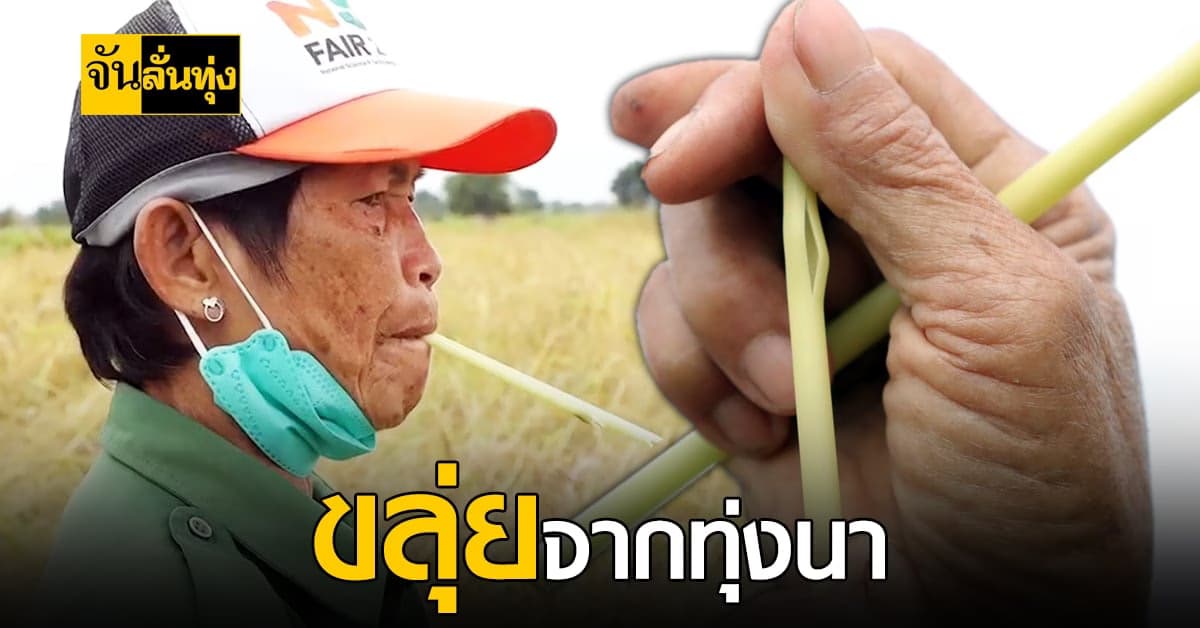 เสี่ยงขลุ่ยปลิวตามลม ขลุ่ยจากต้นข้าว