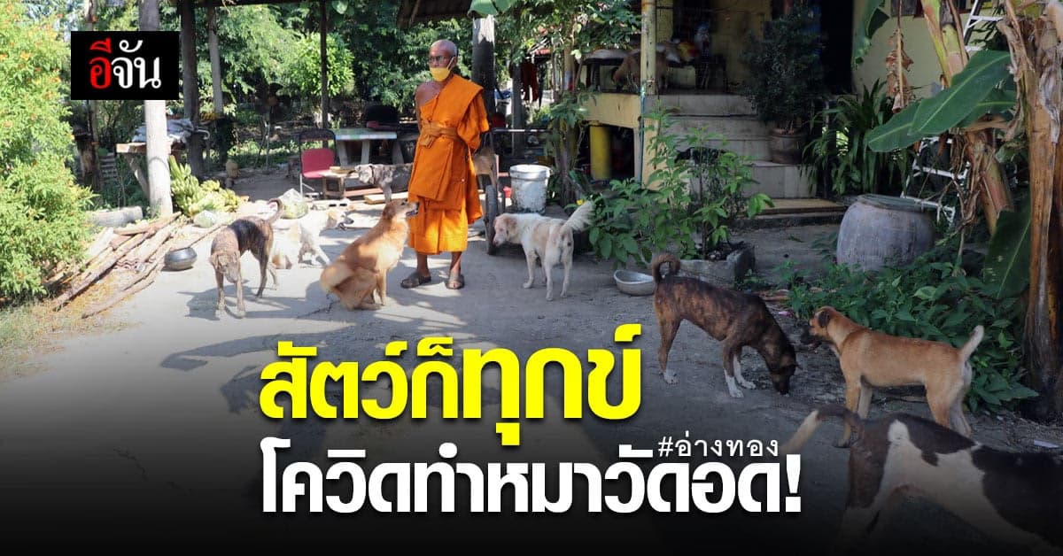 หมาวัดหิวโซ หลังญาติโยมเข้าวัดทำบุญน้อยลง เพราะโควิด