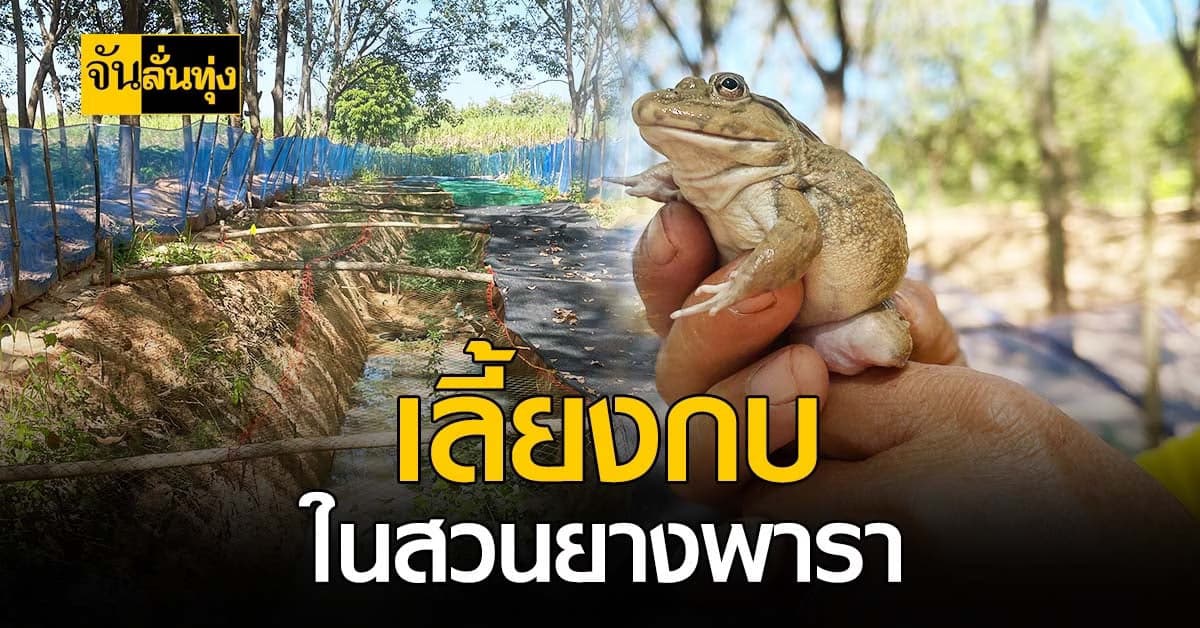 กาฬสินธุ์ เลี้ยงกบในป่ายางพารา ใช้พื้นที่คุ้มค่า สร้างรายได้ตลอดปี