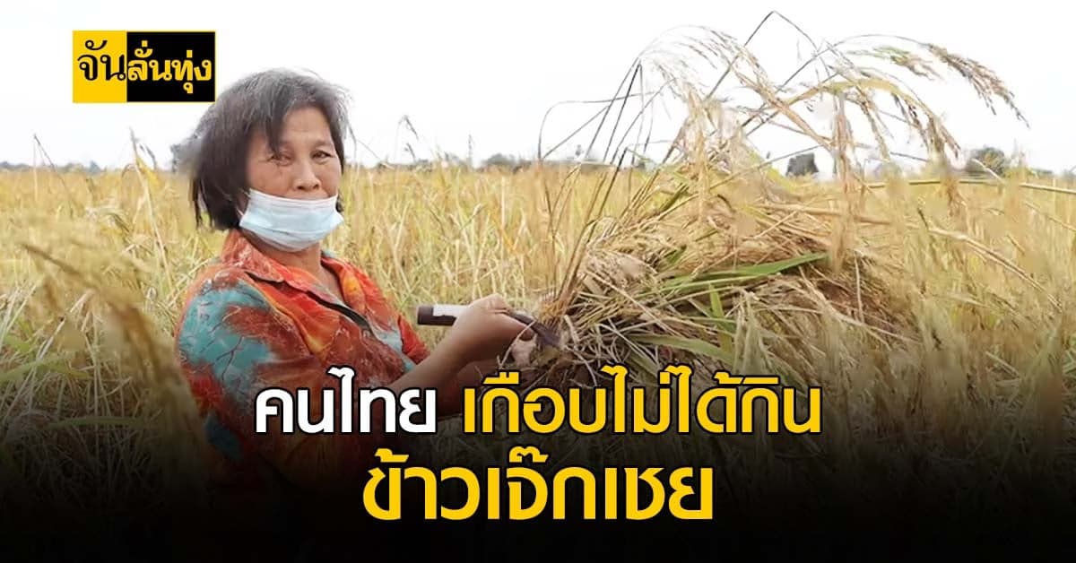 คนไทยเกือบไม่ได้กินข้าวเจ๊กเชย ข้าวพื้นเมืองที่เกือบหายไป