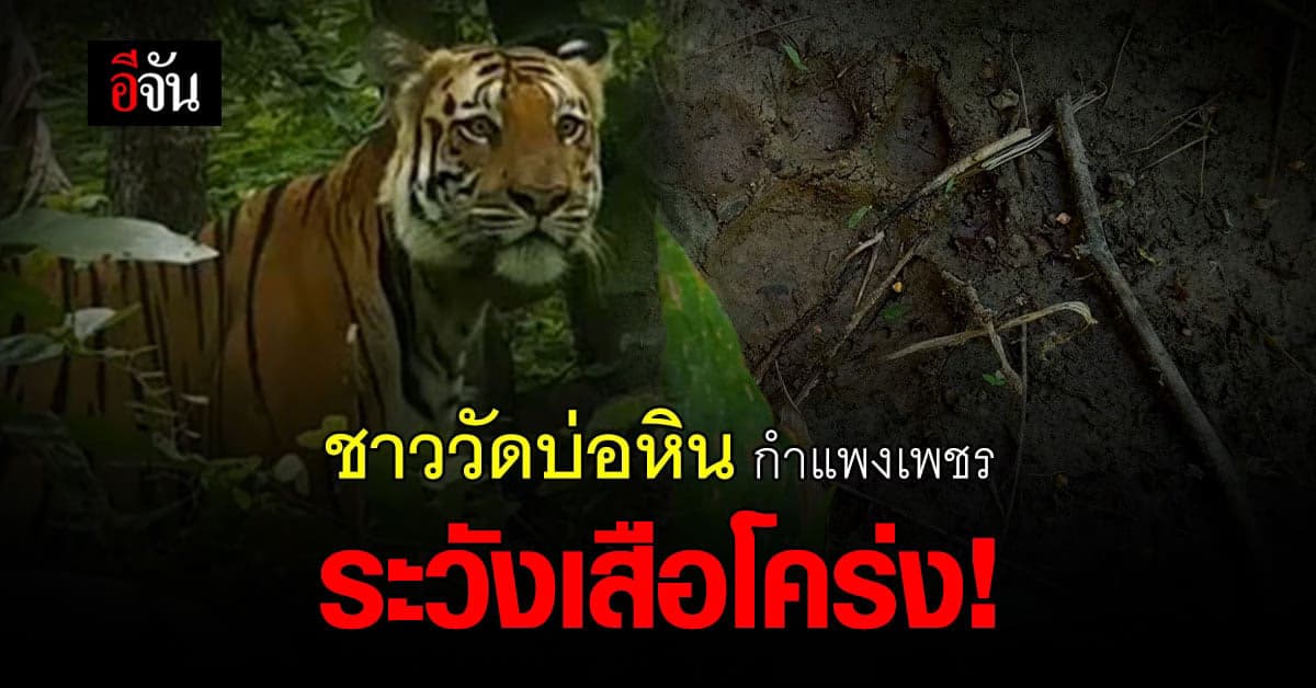 เตือนภัย! เสือโคร่ง หลุดนอกพื้นที่แม่วงก์ เข้าใกล้ชุมชน