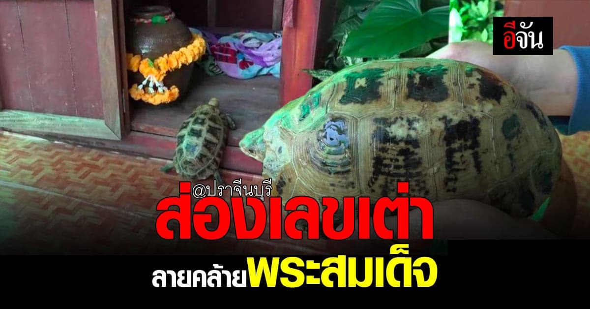 ชาวบ้านแห่ส่องเลขเต่า  กระดองลายคล้ายพระสมเด็จ ปราจีนบุรี