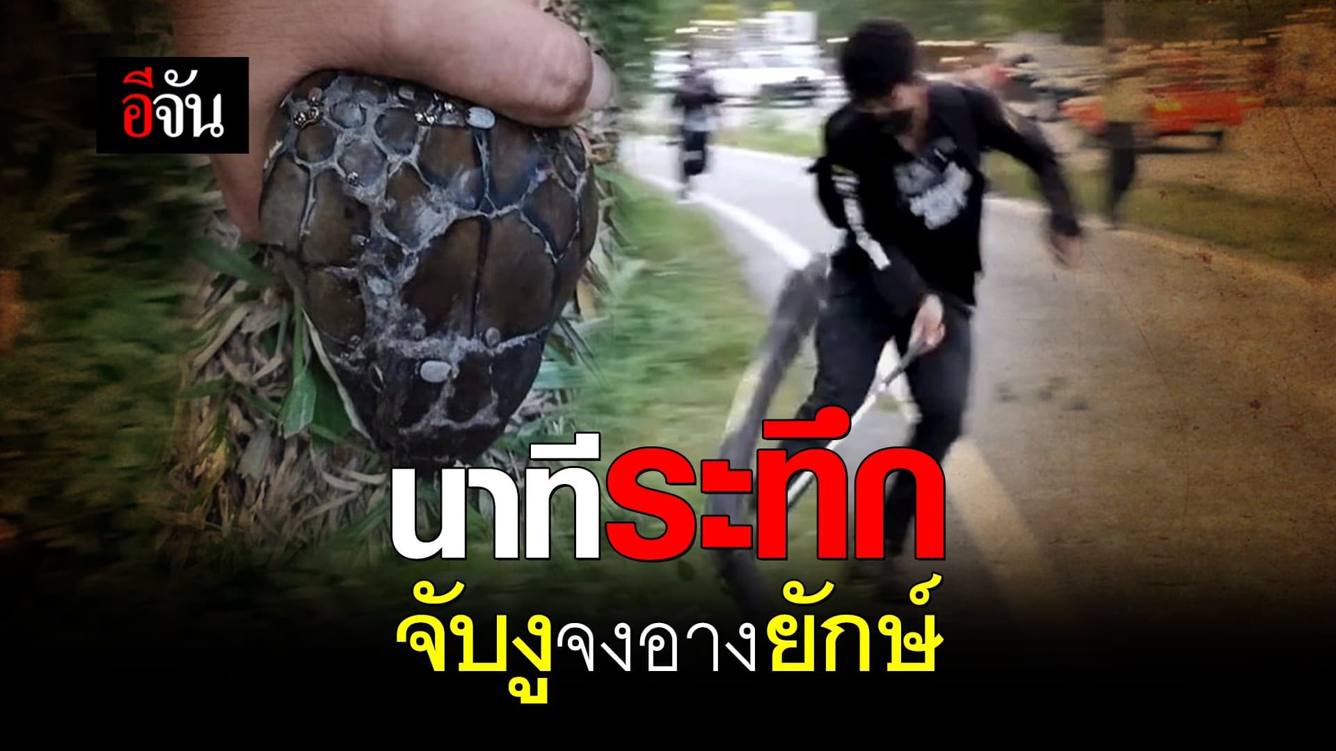 คลิป : นาทีระทึก จับงูจงอางยักษ์