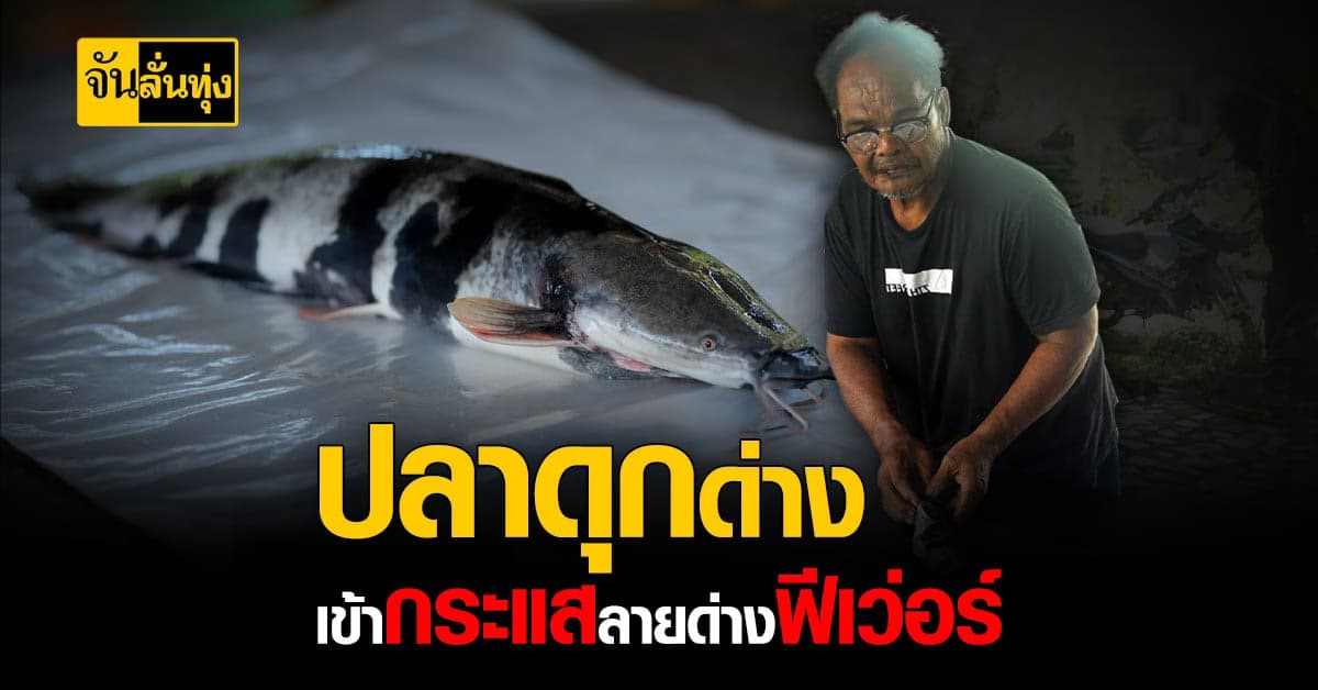กระแสลายด่างฟีเว่อร์! เกษตรกร จ.พัทลุง เจอปลาดุกด่าง ขณะจับปลาส่งขาย
