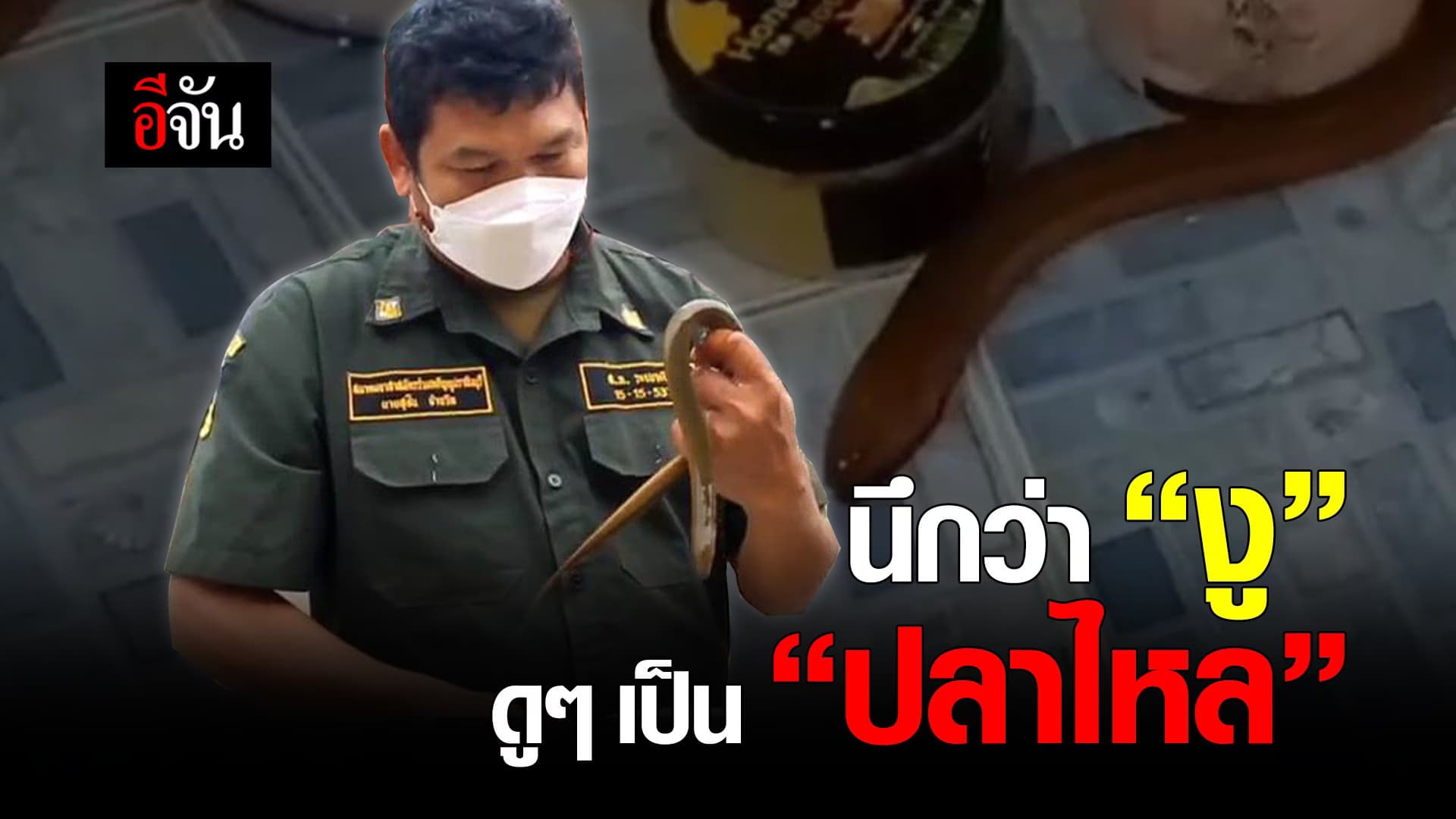 คลิป : นึกว่า “งู” ดูๆ เป็น “ปลาไหล”