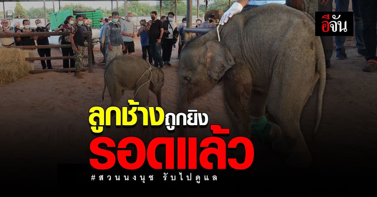 สวนนงนุช ใจดี! รับอุปการะ “ขวากรัก” ลูกช้างถูกยิง