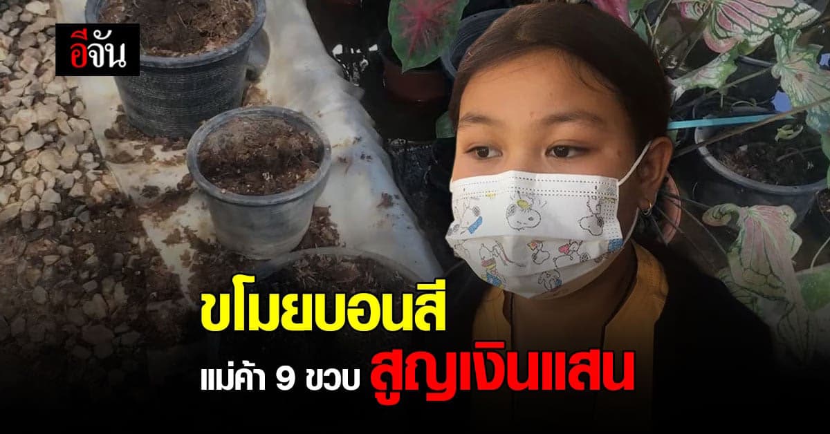 เด็กหญิง 9 ขวบ แม่ค้า ขายบอนสี โดน โจร ขโมย ต้นบอนสี ราคาหลักแสน