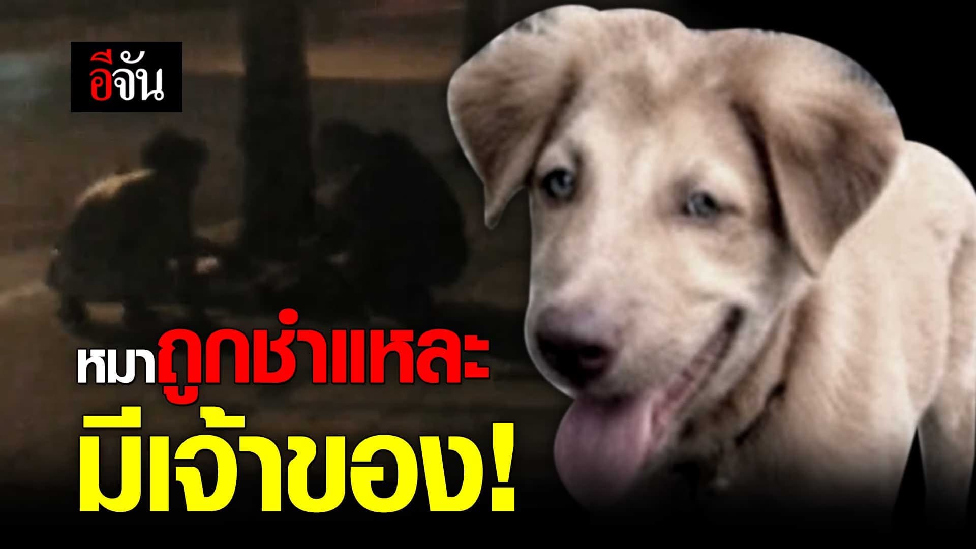 คลิป : หมาถูกชำแหละ มีเจ้าของ!