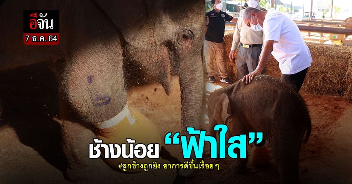 ช้างน้อย “ฟ้าใส” หลังผ่าตัด อาการดีขึ้นเรื่อยๆ ร่าเริง กินเก่ง