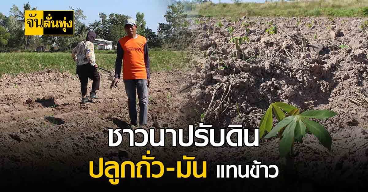 ชาวนาระทม! ขาย ข้าวเปลือก ขาดทุนยับ หัน ปลูกถั่ว มันสำปะหลัง