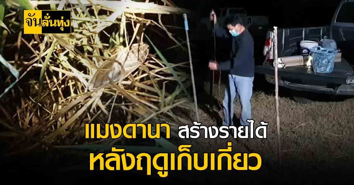 ชาวบ้าน โคราช จับ แมงดานา สร้างรายได้หลังฤดูเก็บเกี่ยว