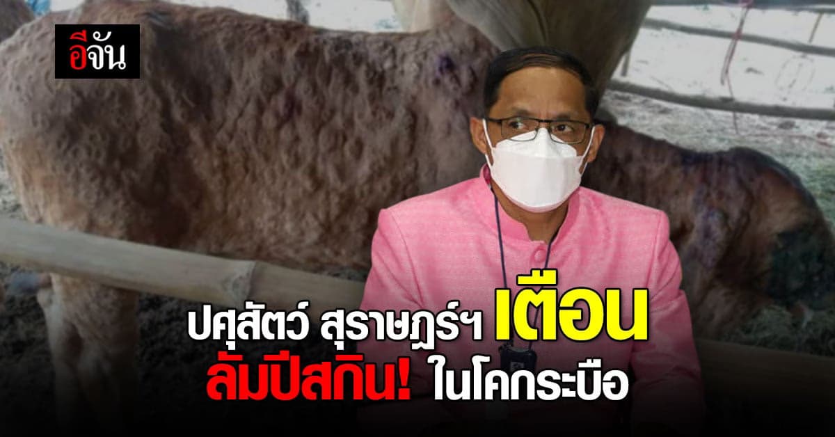 กรมปศุสัตว์สุราษฎร์ฯ เฝ้าติดตามระวังโรคลัมปีสกิน ที่มาในหน้าฝน