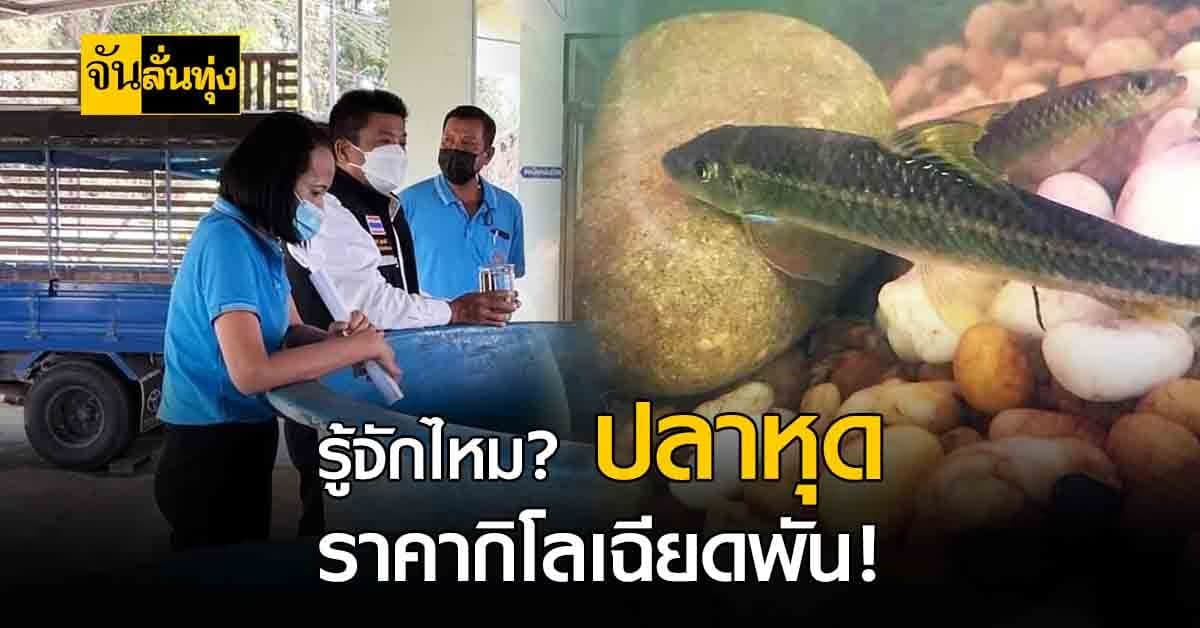 กรมประมง เพาะพันธุ์ ปลาหุด สัตว์น้ำหายาก ราคาสูง!