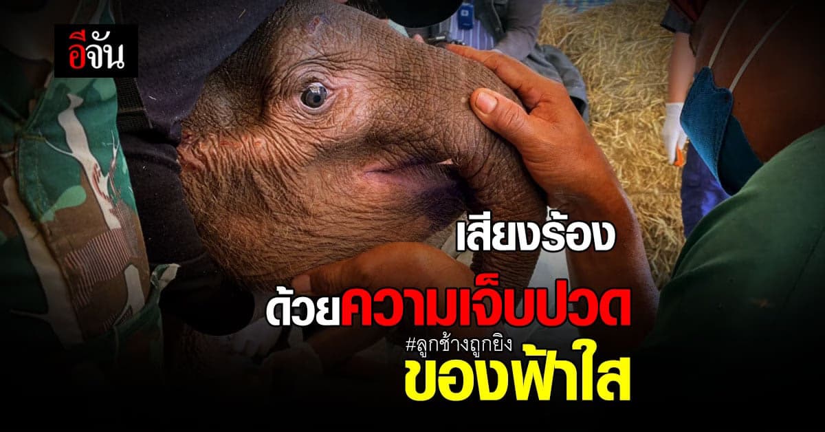 บีบหัวใจ! เสียงร้องของลูกช้างน้อย ฟ้าใส นาที สัตวแพทย์ ทำแผล