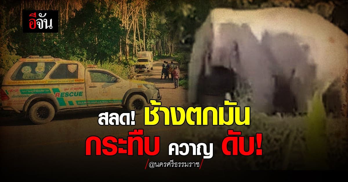 สลด ช้างตกมัน! กระทืบ ควาญ ร่างแหลก ดับคาที่!