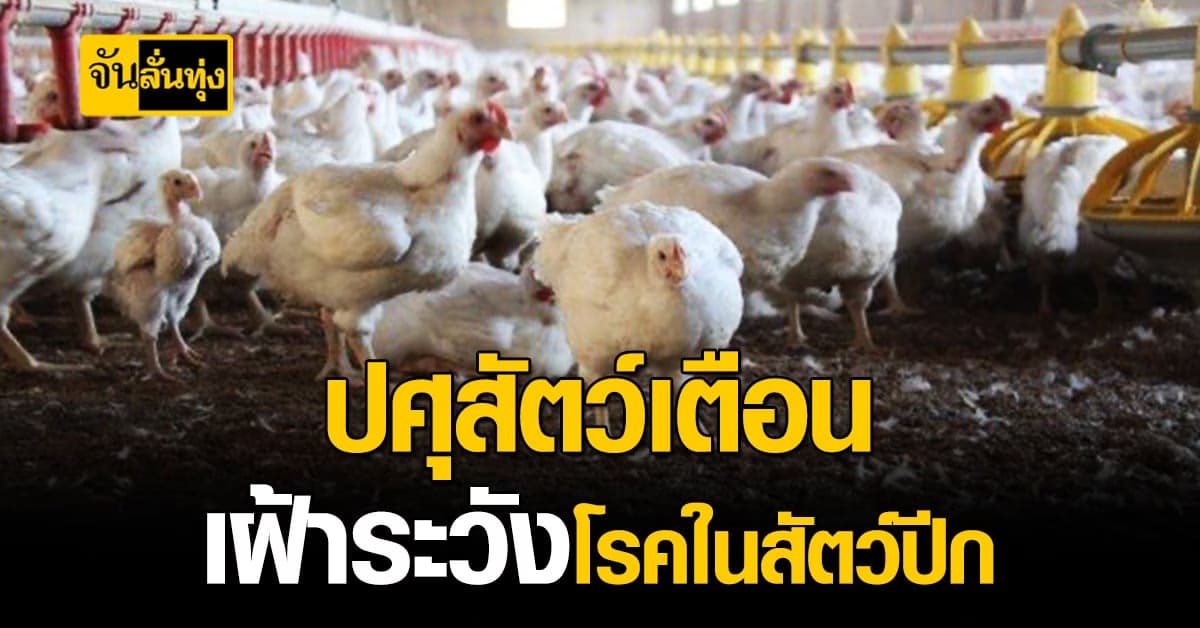 ปศุสัตว์ เตือน เฝ้าระวัง โรคในสัตว์ปีก สั่งทั่วประเทศเข้มงวด